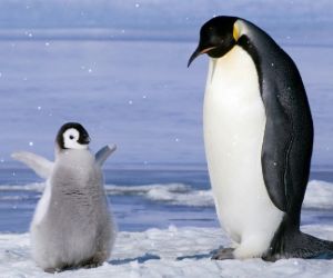 Baby Penguin Dance Live Wallpaper - MyLiveWallpapers.com