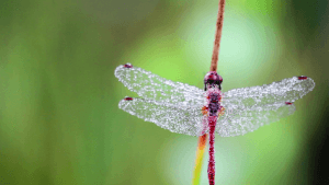 clean animated wallpapers clean animated wallpapers