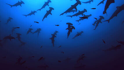 Hammerheads Animated Wallpaper - MyLiveWallpapers.com