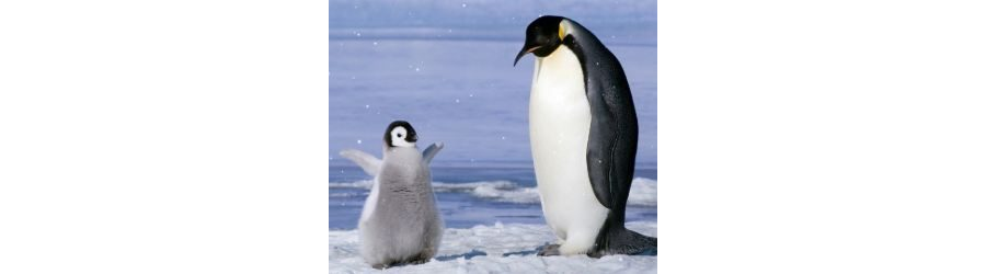 Baby Penguin Dance Live Wallpaper