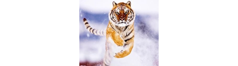MOBILE-Tiger Snow Live Mobile Wallpaper